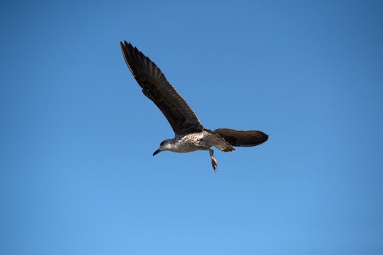 seagull in Morocco