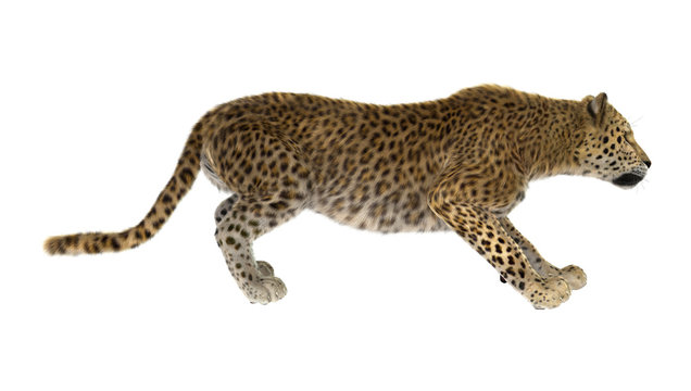 Big Cat Leopard