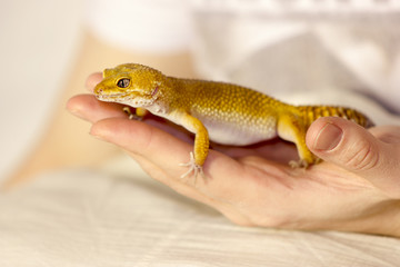 Cute gecko heating in hands
