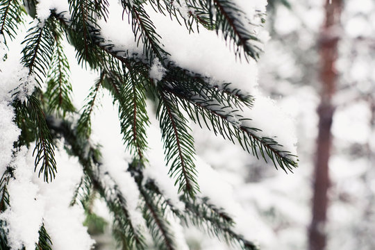 Fototapeta Winter forest with snow on trees