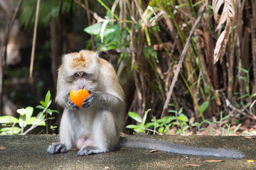 Monkey eating orange