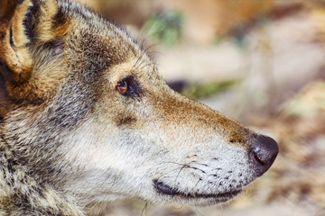 Portrait of The Wolf