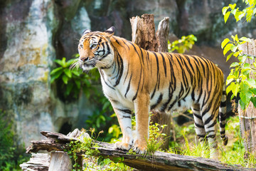 Naklejka premium Tygrys bengalski w zoo