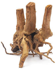 Bog wood