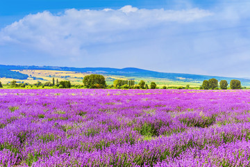 Obraz premium Lavender Field