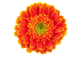 Crédence en verre imprimé Gerbera Fleur de gerbera orange isolé sur blanc.