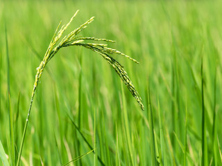 close up of rice spike in rice field