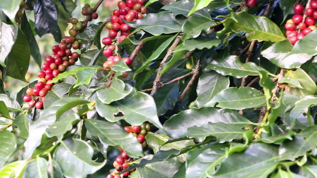 Pan across red Arabica coffee beans at the plantation