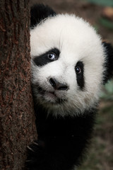 schattige kleine panda