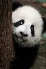 Deurstickers Panda schattige kleine panda