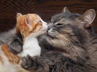 Мама кошка целует котенка. Кошка обнимает котенка и...