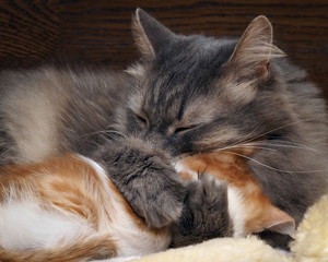 Мама кошка с котенком. Мама кошка обнимает маленького котенка. Кошка серая, пушистая. Котенок маленький, белый с рыжим. Семья кошек. Котенок прижимается к маме