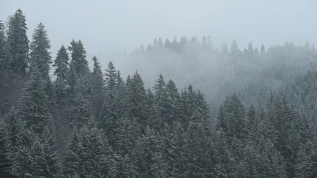 Winter scene with snowfall on a pine tree forest