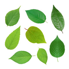 Set of beautiful green spring leaves isolated on white