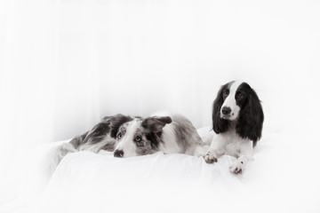 Two dog breeds Border collie and Russian Spaniel lying on the bed