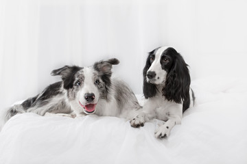Two dog breeds Border collie and Russian Spaniel lying on the bed
