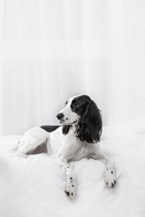 Charming dog breed Spaniel black and white spotted, lying on  bed in white room