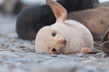 Cute albino fur seal in South Georgia Island