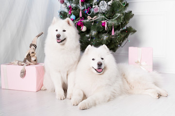 Samoyed dog near christmas decoration. White fluffy dog.