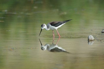 Knight of Italy (Himantopus himantopus)