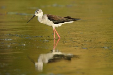 Knight of Italy (Himantopus himantopus)