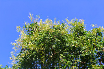 Indian cork tree in my garden.