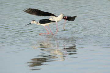 Knight of Italy (Himantopus himantopus)