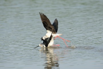 Knight of Italy (Himantopus himantopus)