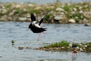 Knight of Italy (Himantopus himantopus)