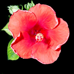 red hibiscus flower on a black background