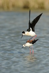 Knight of Italy (Himantopus himantopus)