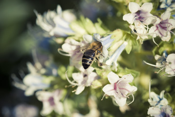 bee