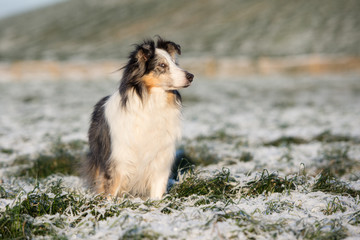 beautiful rough collie dog outdoors in winter