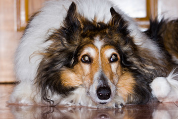 Closeup of a Collie