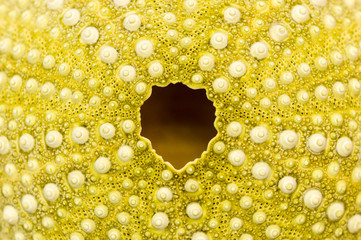 sea urchin