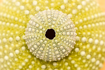 sea urchin