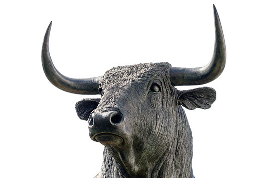 bull on white backgroud