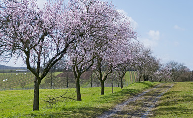 Blühende Mandelbäume (Prunus dulcis)