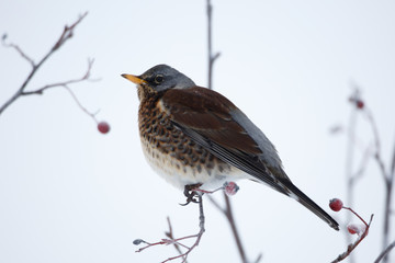 Fototapeta premium Fieldfare (turdus pilaris)