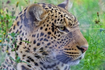 Fototapeta na wymiar leopard at kruger national park