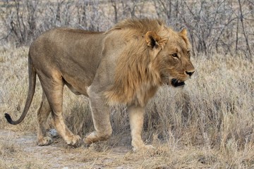 lion at etosha national park