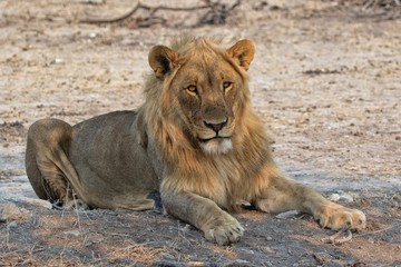 Obraz na płótnie Canvas lion at etosha national park
