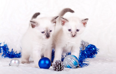 Fototapeta na wymiar two white kitten playing with Christmas toys on a white background 