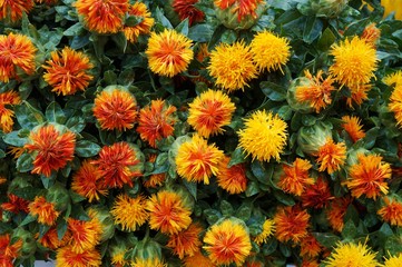 Bunch of yellow and orange carthamus flowers