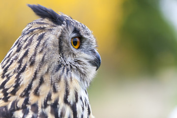 European Eagle Owl