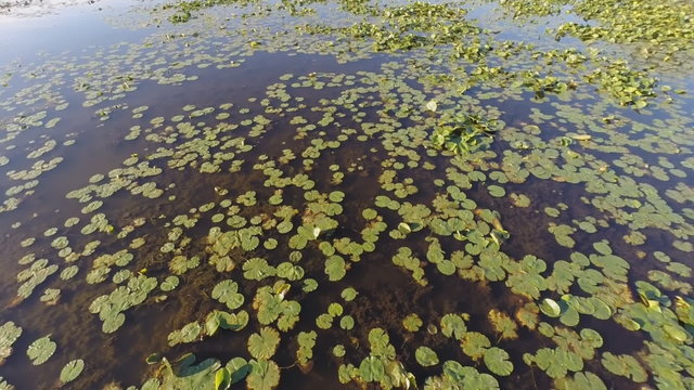 Low altitude flight over the deepwater marsh portion of a lake.  The wetland features the floating leaves of water lilies, and lotus.