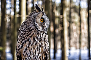 Портрет филина. Филин с круглыми желтыми глазами в лесу. Филин похож на сову 