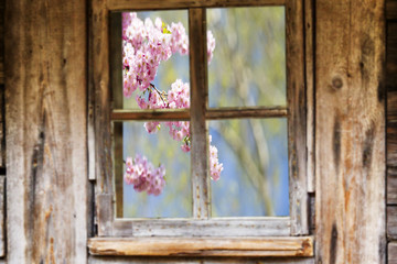 Old wooden window frame, spring, flowering trees.