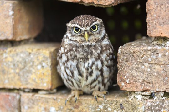 Little Owl Looking Out of a Hole in a Wall