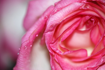 ROSAL COLOR ROSA EN MACRO